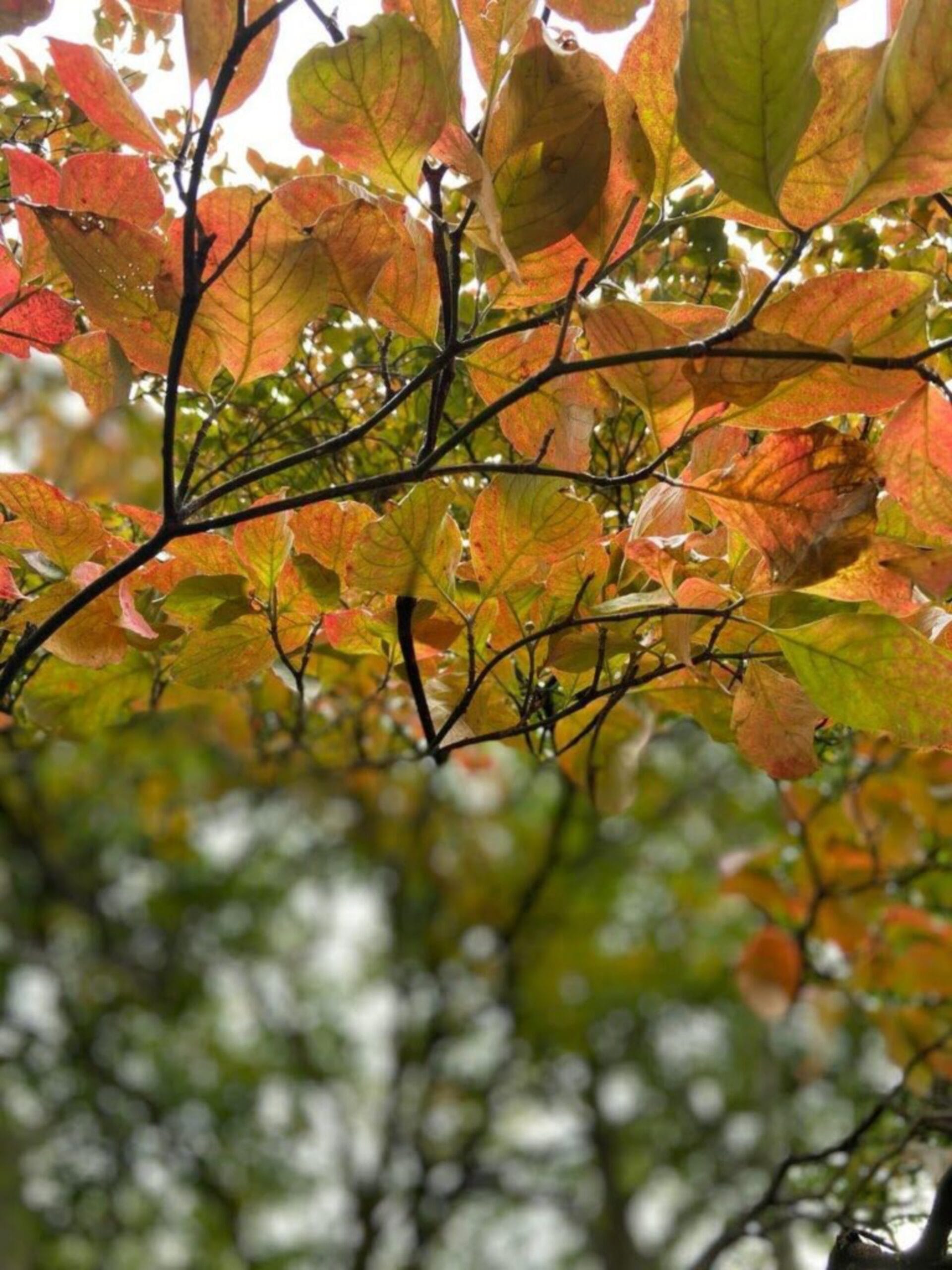 Autumn-leaves-768x1024